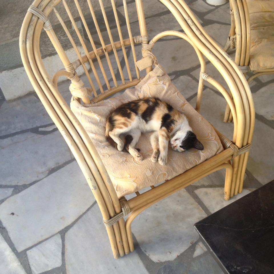 Cats